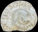 Cut and Polished Lower Jurassic Ammonite - England #62544-1